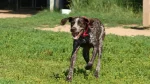 German Shorthaired Pointer Dog photo