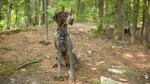 German Shorthaired Pointer Dog photo