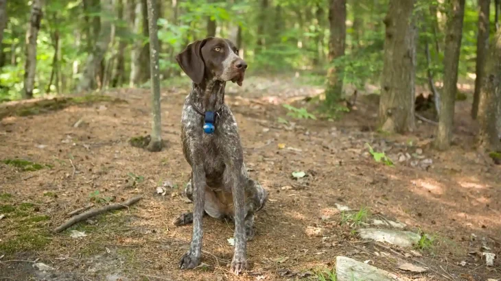 German Shorthaired Pointer Dog photo