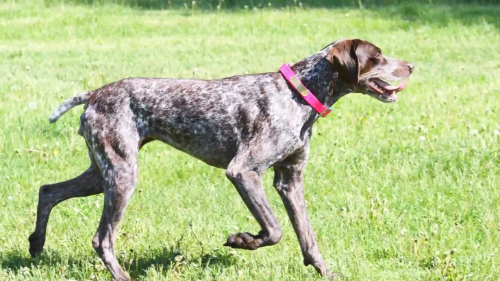 German Shorthaired Pointer Dog photo