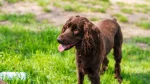 German Spaniel Dog photo