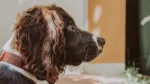 German Spaniel Dog photo