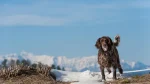 German Spaniel Dog photo