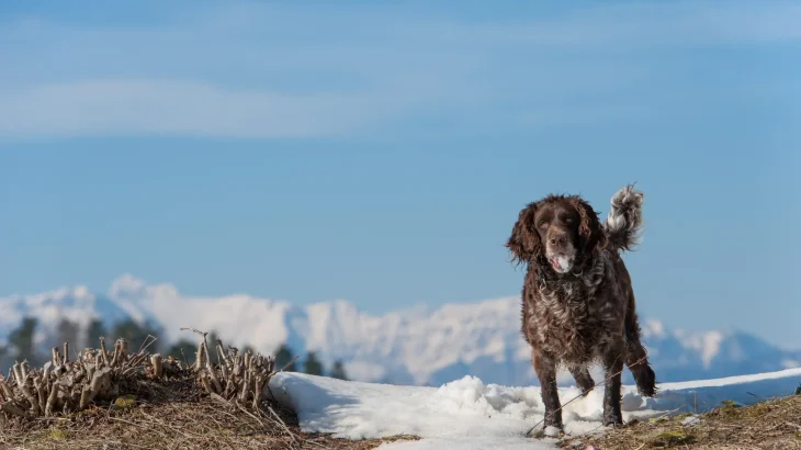 German Spaniel Dog photo