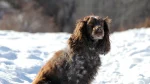 German Spaniel Dog photo