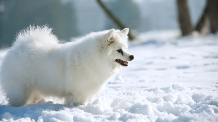 German Spitz Giant Dog photo
