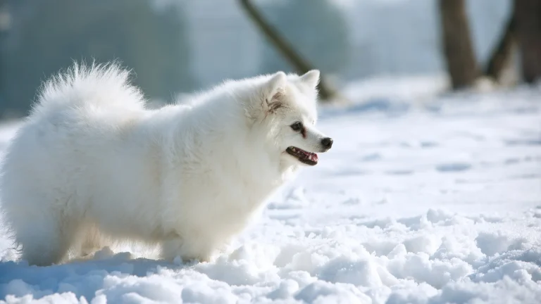 German Spitz Giant Dog photo