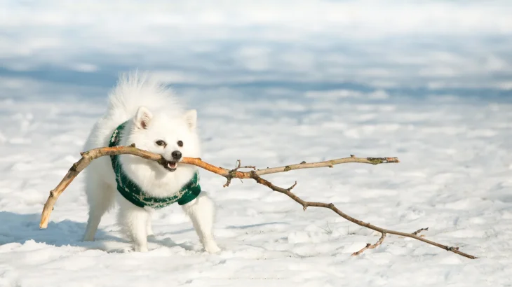 German Spitz Giant Dog photo