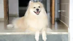 German Spitz Giant Dog photo