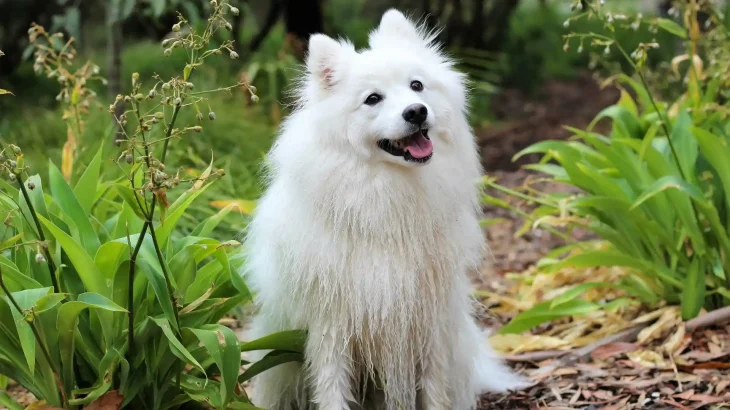 German Spitz Giant Dog photo