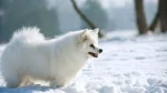 German Spitz Medium Dog photo