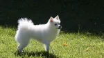 German Spitz Medium Dog photo