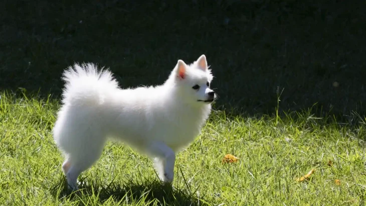 German Spitz Medium Dog photo