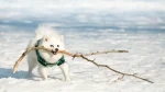German Spitz Medium Dog photo