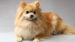 German Spitz Small Dog photo