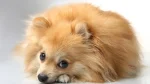 German Spitz Small Dog photo