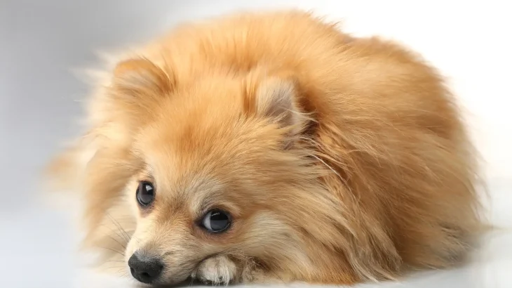 German Spitz Small Dog photo