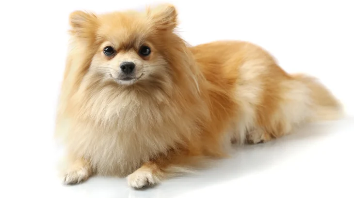 German Spitz Small Dog photo