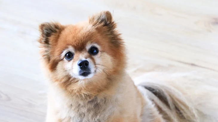 German Spitz Small Dog photo