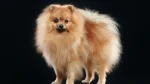 Spitz Alemán Dog photo