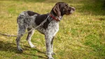 German Wirehaired Pointer Dog photo
