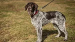 German Wirehaired Pointer Dog photo