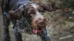 German Wirehaired Pointer Dog photo