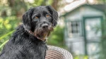 German Wirehaired Pointer Dog photo