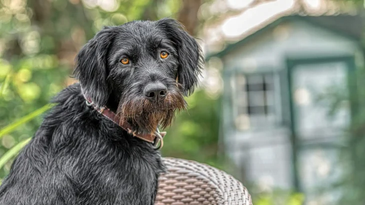 German Wirehaired Pointer Dog photo