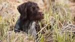German Wirehaired Pointer Dog photo