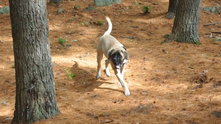 Giant Maso Mastiff Dog photo