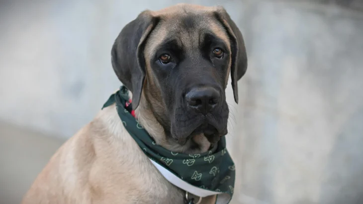 Giant Maso Mastiff Dog photo