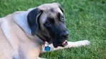 Giant Maso Mastiff Dog photo
