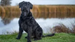 Giant Schnauzer Dog photo