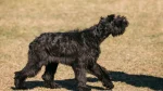 Giant Schnauzer Dog photo