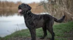 Giant Schnauzer Dog photo