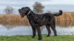Giant Schnauzer Dog photo