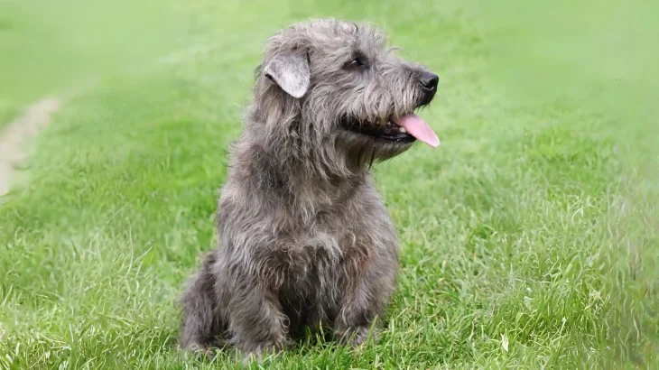 Glen of Imaal Terrier Dog photo