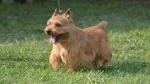 Glen of Imaal Terrier Dog photo