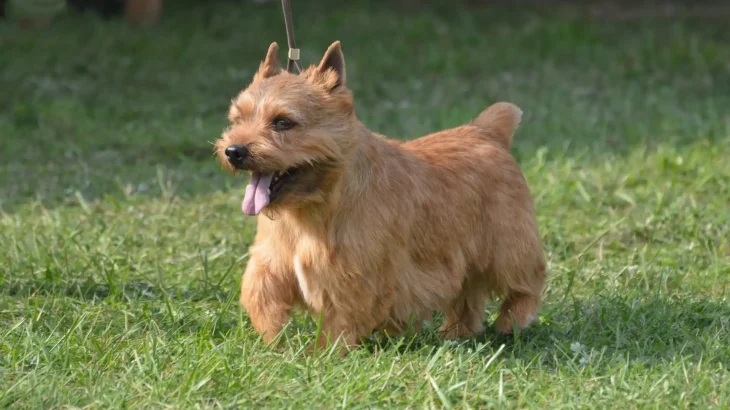 Glen of Imaal Terrier Dog photo