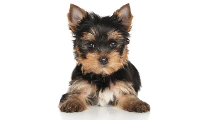 Glen of Imaal Terrier Dog photo