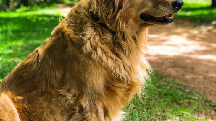 Golden Retriever Dog photo