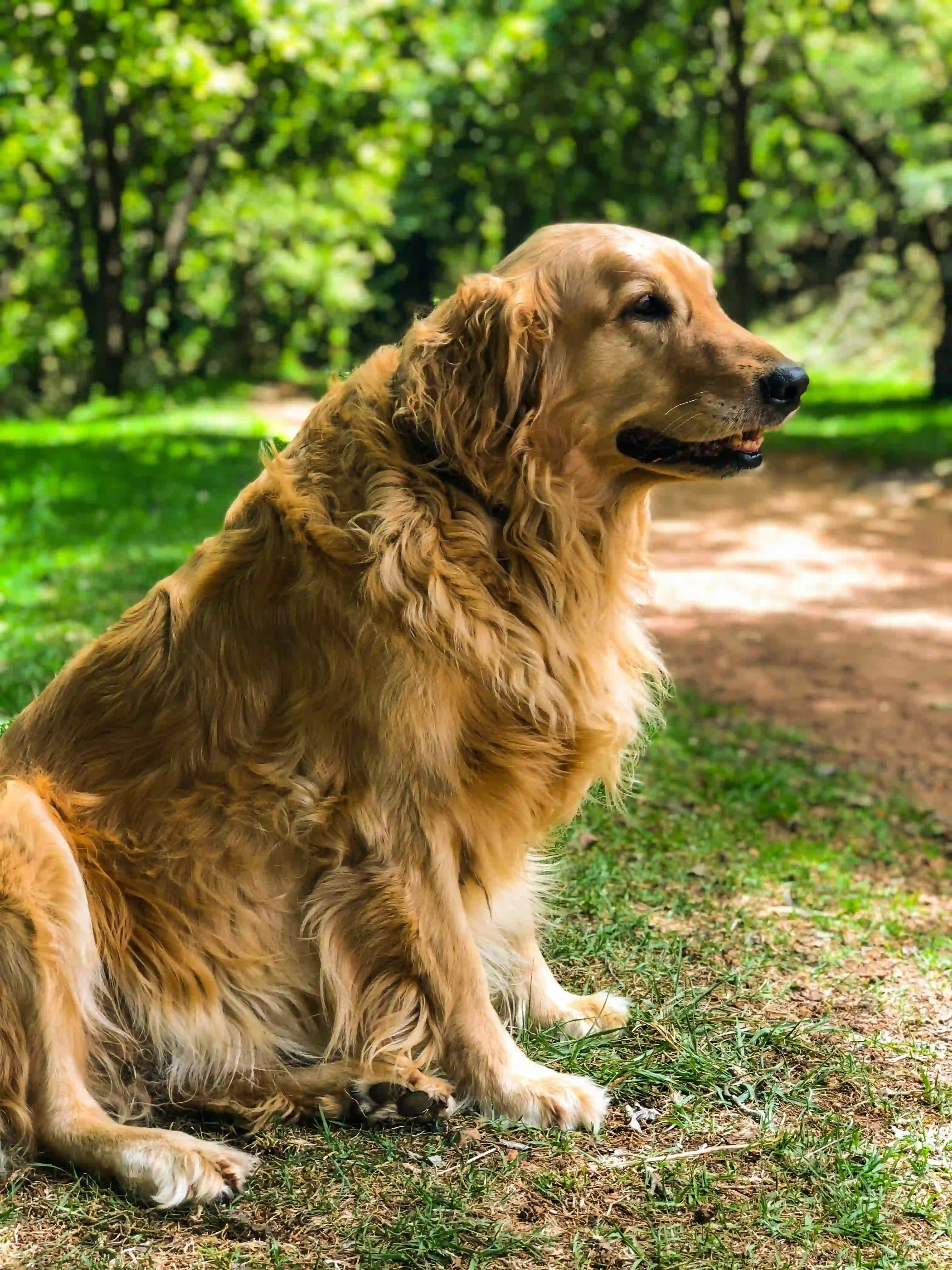 Golden Retriever Dog photo