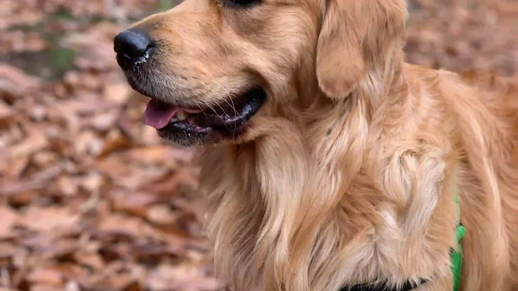 Golden Retriever Dog photo