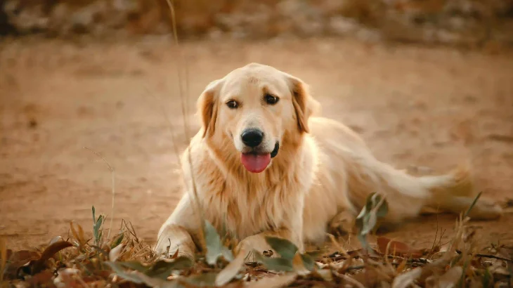 Golden Retriever Dog photo