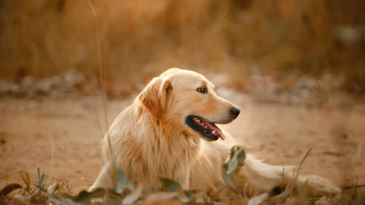 Golden Retriever Dog photo