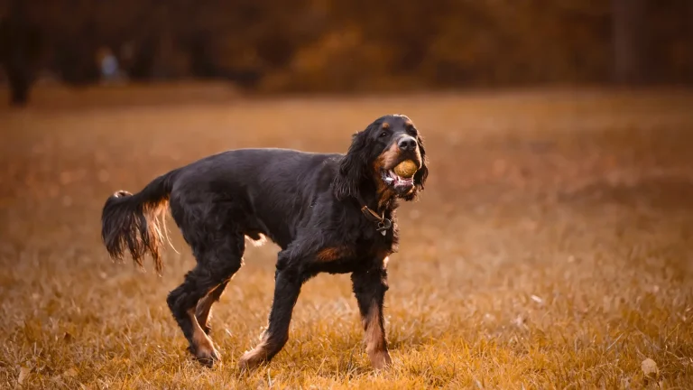 Gordon Setter Dog photo