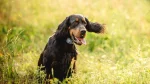 Gordon Setter Dog photo