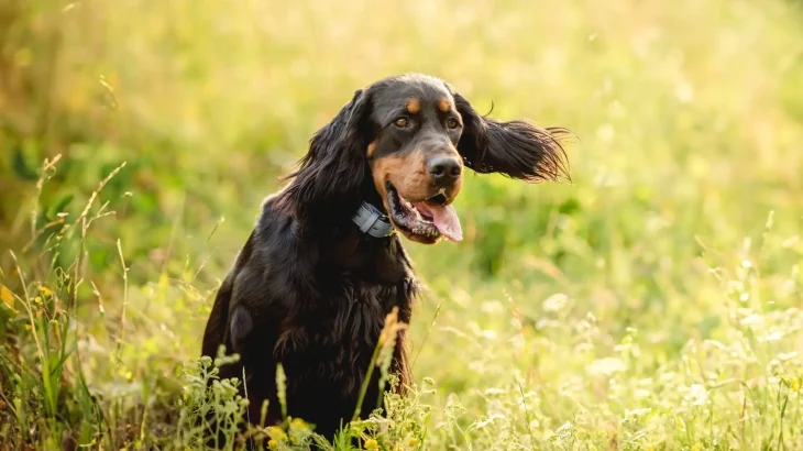 Gordon Setter Dog photo