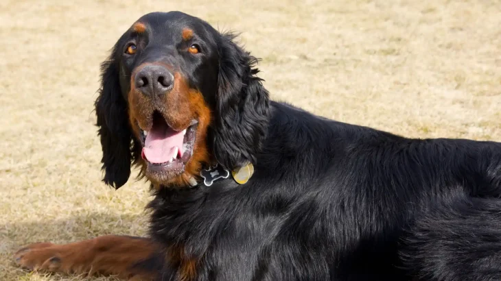 Gordon Setter Dog photo